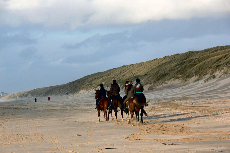 Paarden op strand // paardrijden.jpg (80 K)