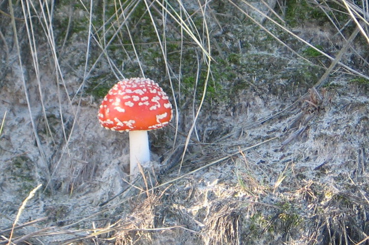 Paddestoel Schoorl // vliegenzwam.jpg (177 K)